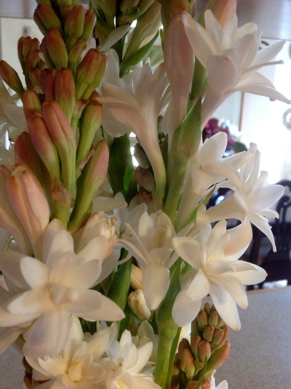 Tuberose large bulbs double pearl set of 6 - FRAGRANT - Polianthus gallery
