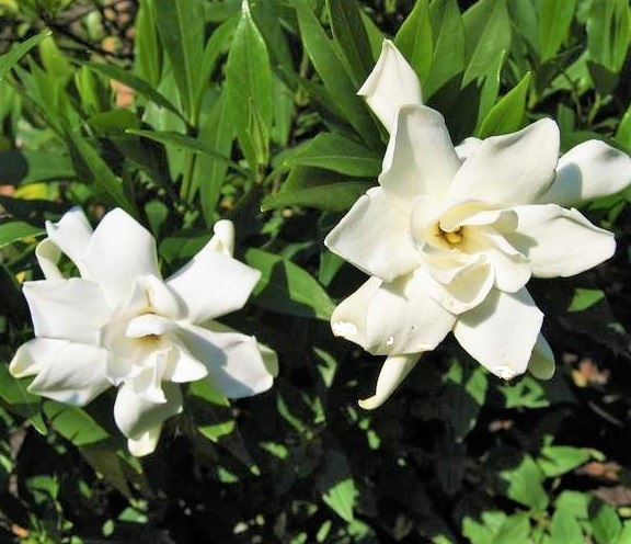 Frost Proof Gardenia ( cape jasmine ) - Live Plant - ( 1 QT ) gallery