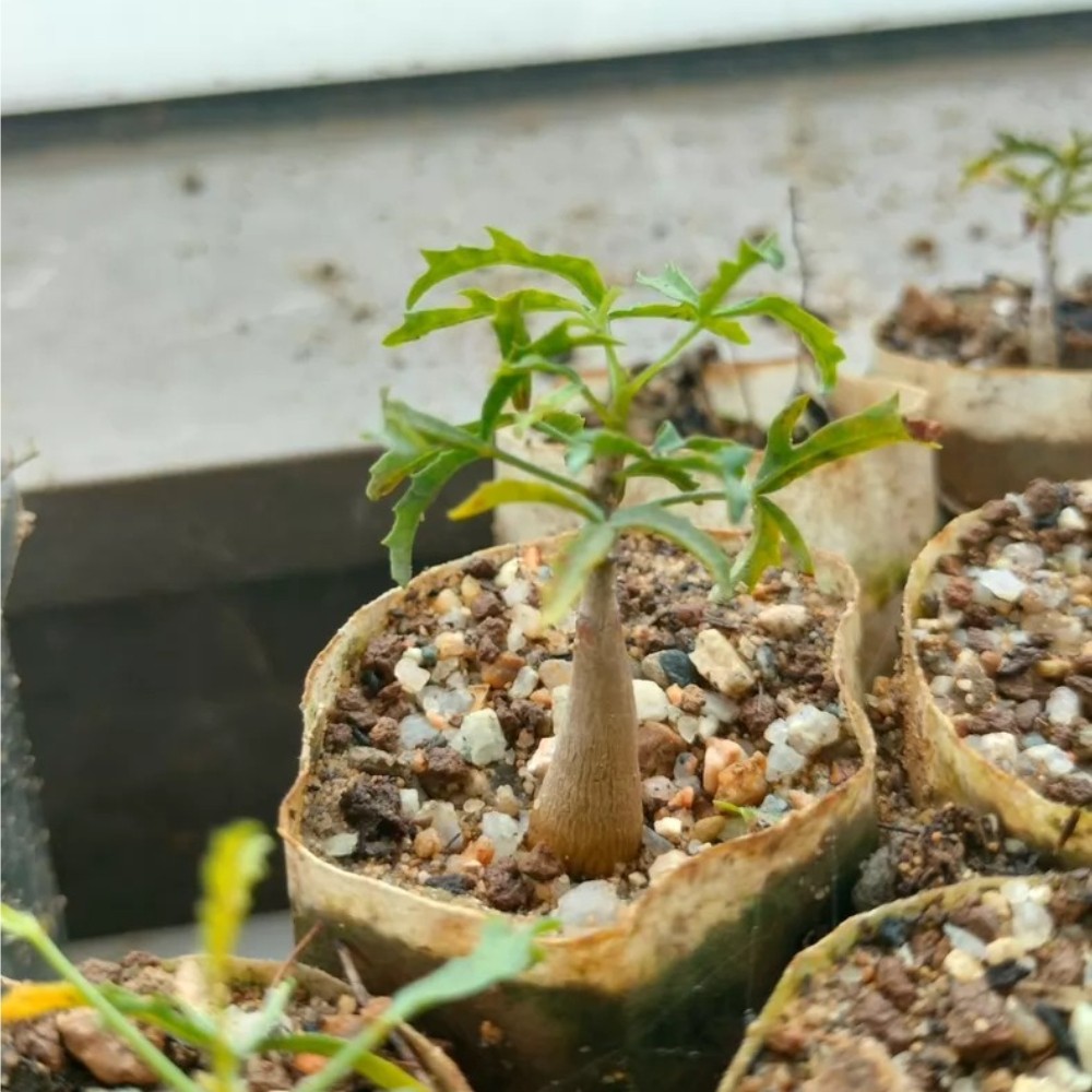 1cm 1PCS Seedgrowth Seedling Commiphora gracilifrondos Tuber Rare Cactis Plant gallery