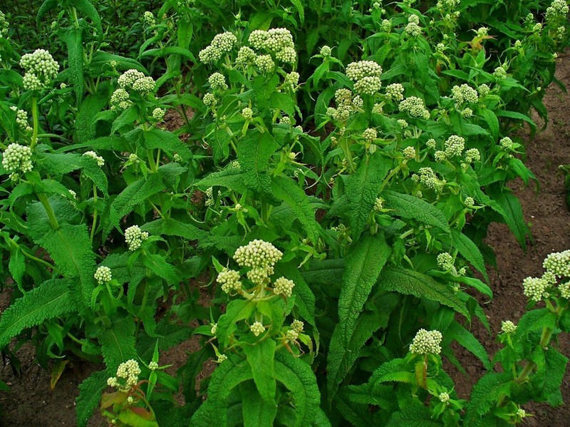 300 Common Boneset Seeds - Eupatorium perfoliatum - None-GMO Medicinal Herb gallery