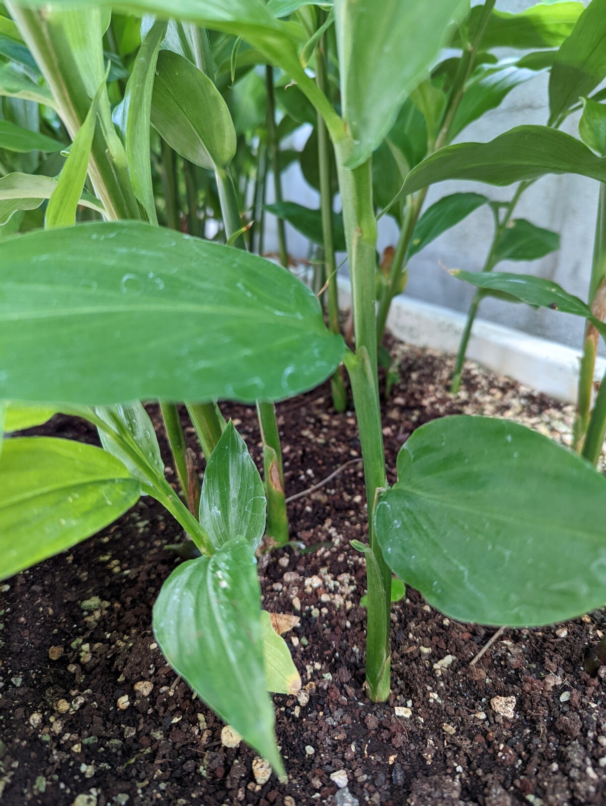 Myoga Ginger Plants Live Roots gallery