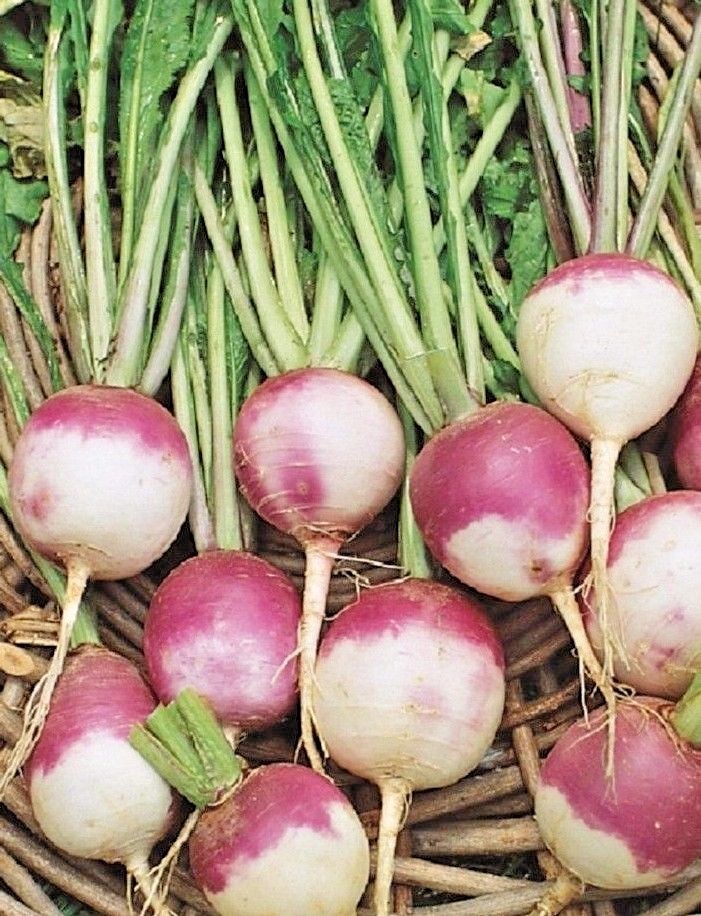 Purple Top White Globe Turnip Seeds, NON-GMO, Variety Size Packets, FREE SHIP gallery