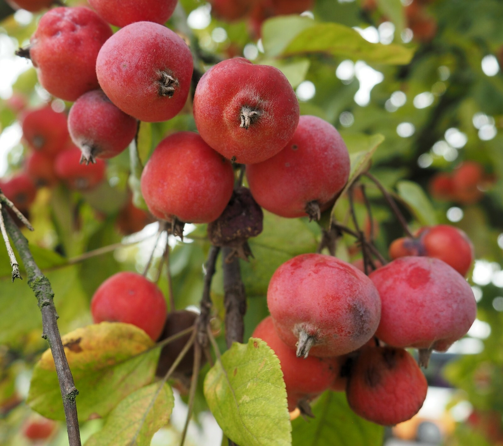 Siberian Crab apple {Malus baccata} Edible | Bonsai |15 seeds Free US Shipping! gallery