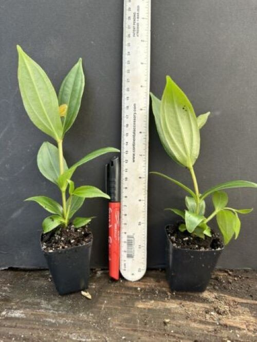 Royal CHANDALIER Magnifica Medinilla Plant~Live Well Rooted STARTER Plant~RARE gallery
