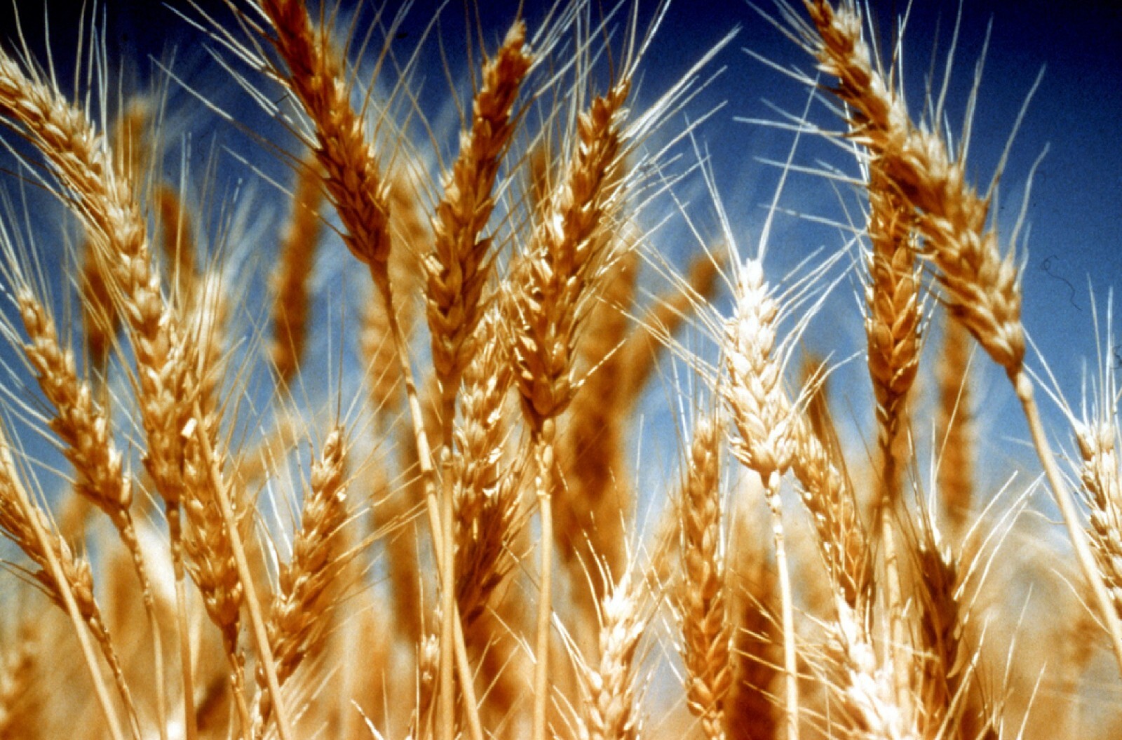 Organic Einkorn {Triticum m.}90% Germ | NonHybrid | 200+Seeds Free Shipping! gallery
