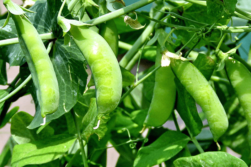 Sugar Snap Pea Seeds, Original Snap Pea, NON-GMO, Heirloom, FREE SHIPPING gallery