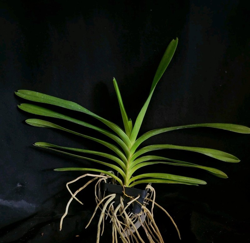 Vanda insignis gallery