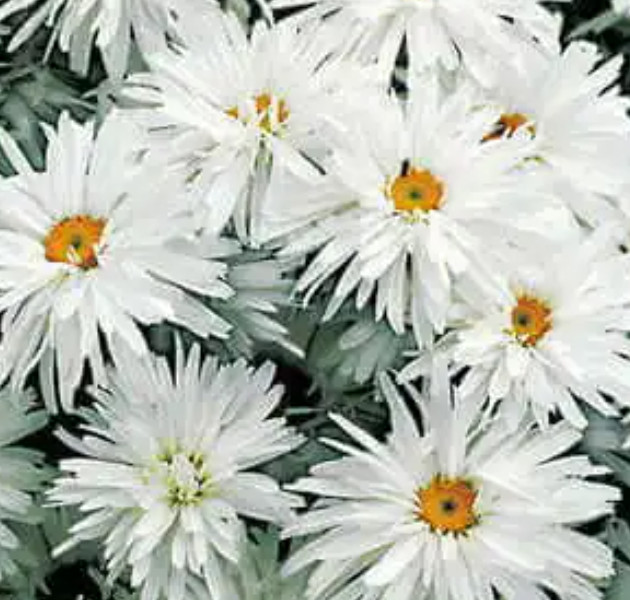 Daisy CRAZY DAISY Shasta Unique Frilly Flowers White Perennial Non-GMO 100 Seeds gallery
