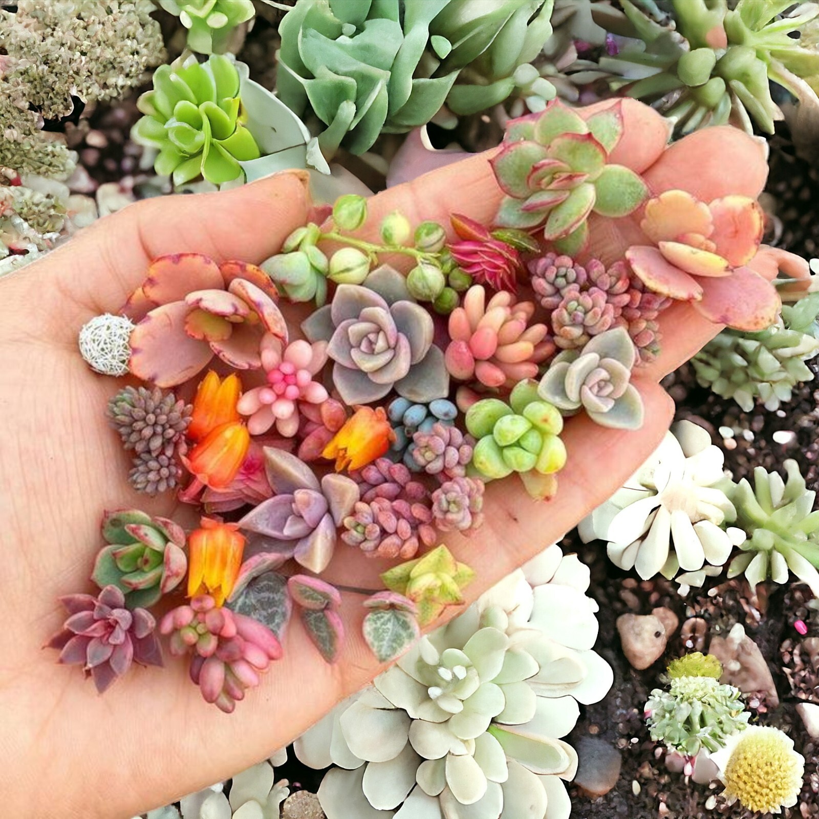 200pcs Rare Mixed Succulent Seeds - Beautiful and Colorful Collection gallery