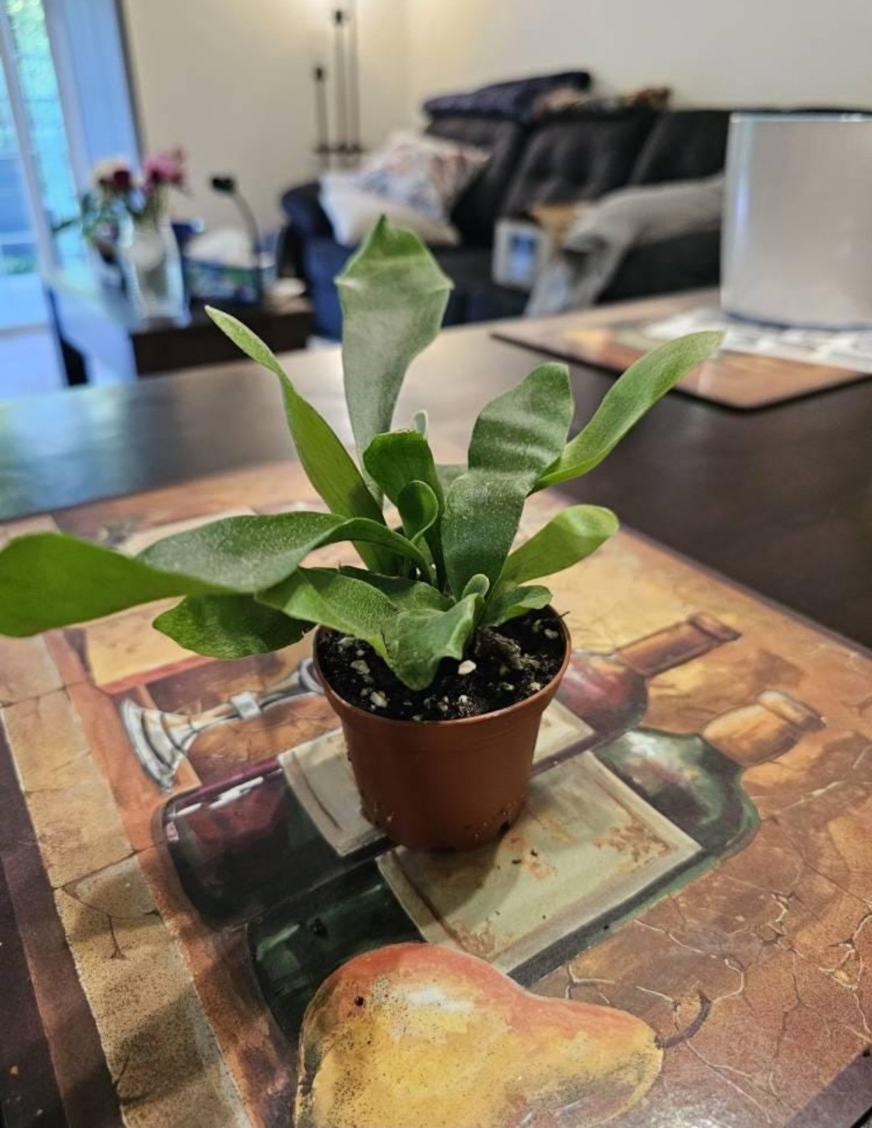 Staghorn Fern | 4in pot gallery