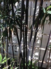 Bamboo root about 10 inches