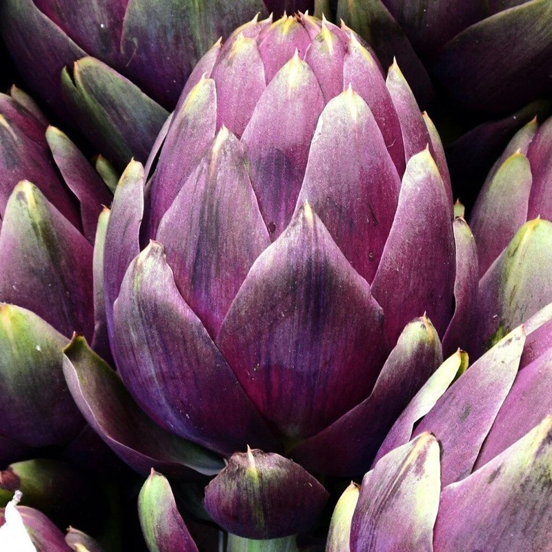 Purple Romagna Artichoke Seeds, Carciofo di Romagna, NON-GMO, FREE SHIPPING gallery
