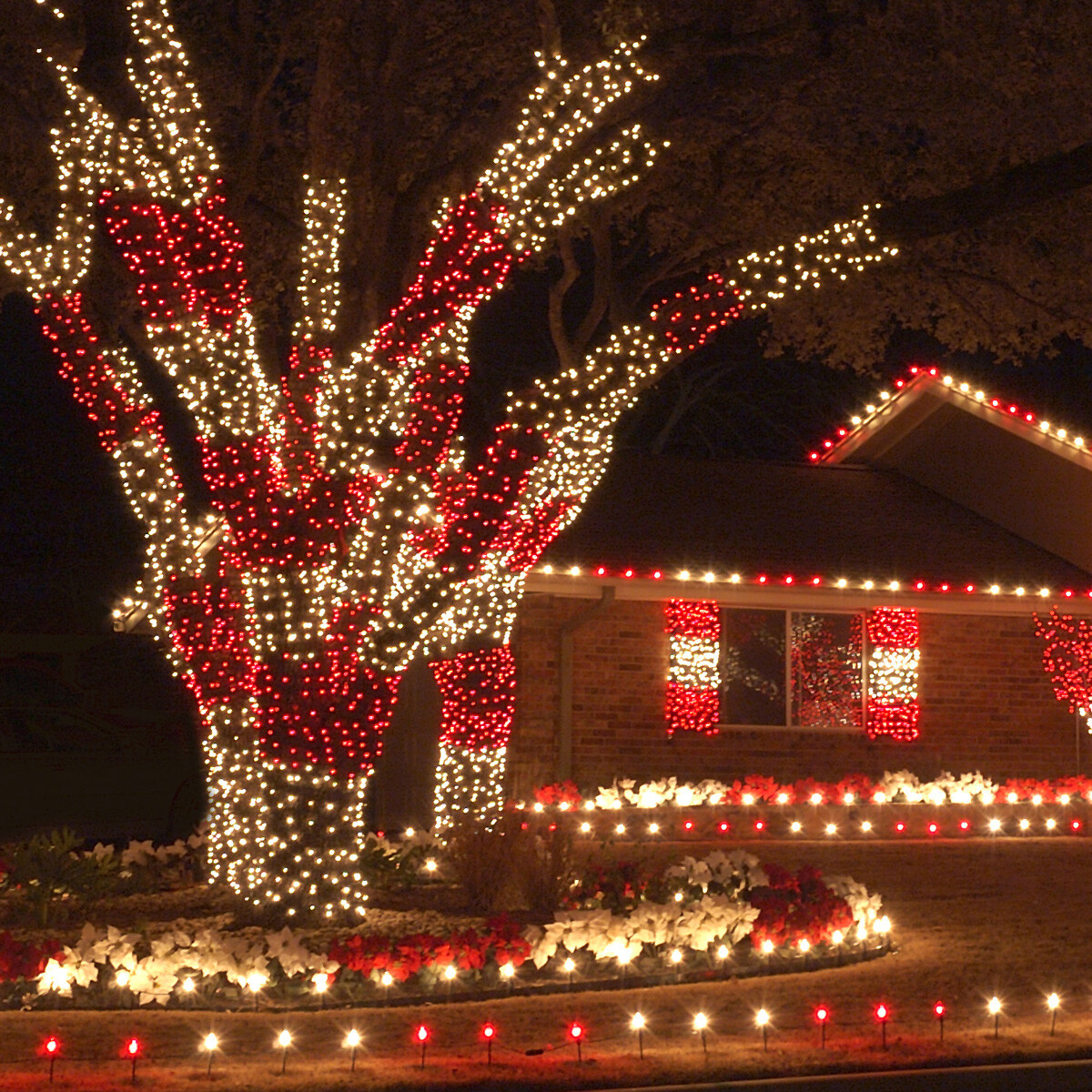25' Commercial LED Christmas Lights Mini Lights, 50 Lights White Multi Red Green gallery