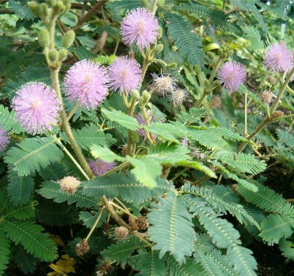 Mimosa pudica | Sensitive or Sleepy Plant | 150 Seeds gallery
