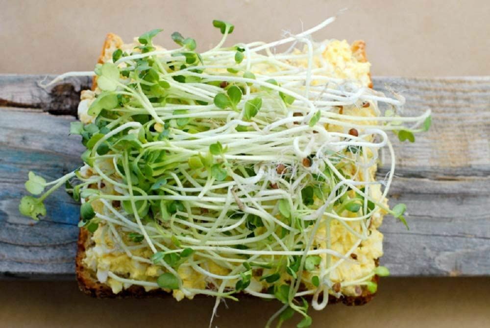 Daikon Radish -"COOL BEANS n SPROUTS" Brand, Radish Daikon Sprouting Seeds. gallery
