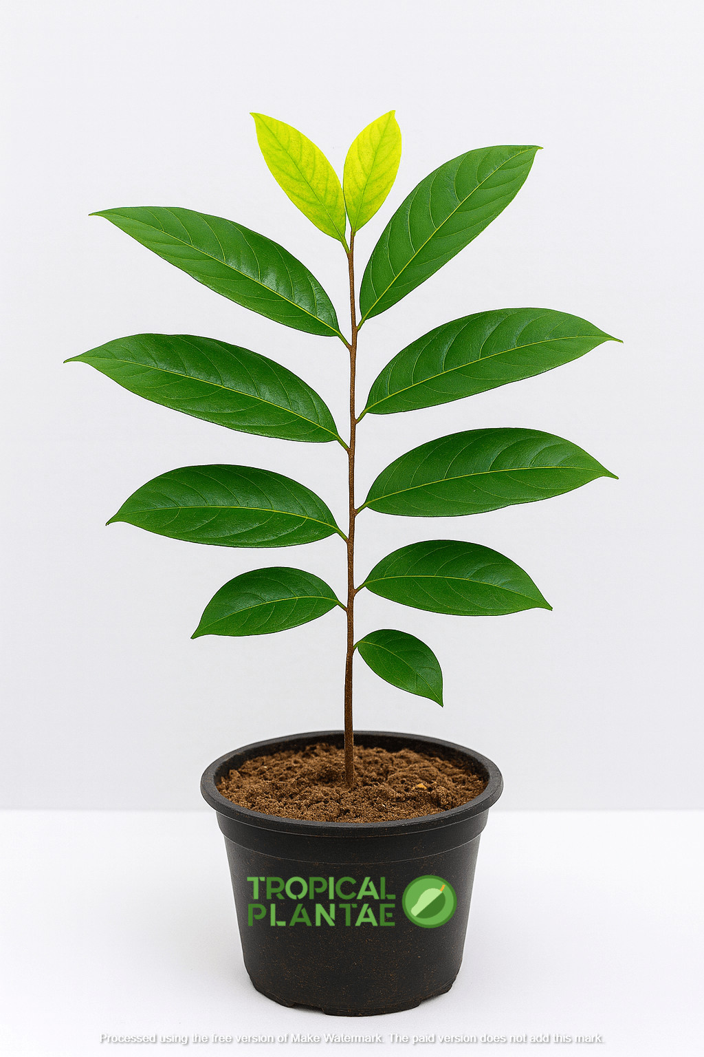Rambutan Tree Seedling – Live Tropical Starter Plant – Healthy Young Tree – USDA gallery