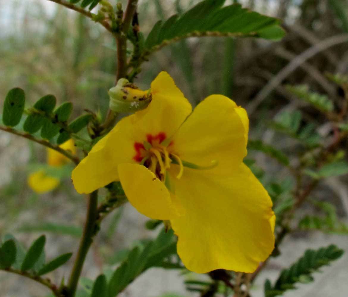 Chamaecrista fasciculata| Partridge Pea|Sleeping Plant| 200_Seeds gallery