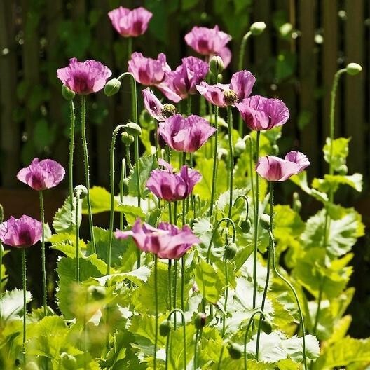 Poppy HUNGARIAN BREADSEED Purple Reseeds Baking Huge Pods Non-GMO 1000 Seeds! gallery