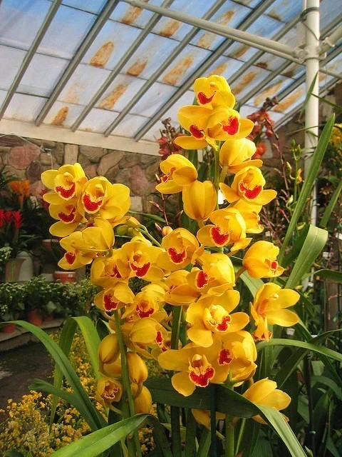 Imported Winter Preety Orchid Imported Flower Bulbs pack of 2 gallery