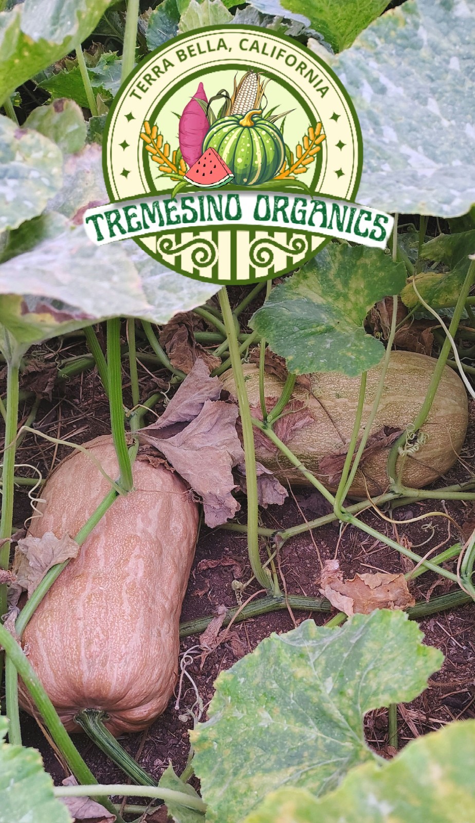 Organic Mexican Native Long Squash, 20 Seeds- Calabaza Mexicana,20 Semillas gallery