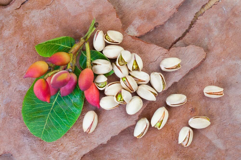 10 Pistachio Nut Tree Seeds for Planting - Pistacia Vera gallery