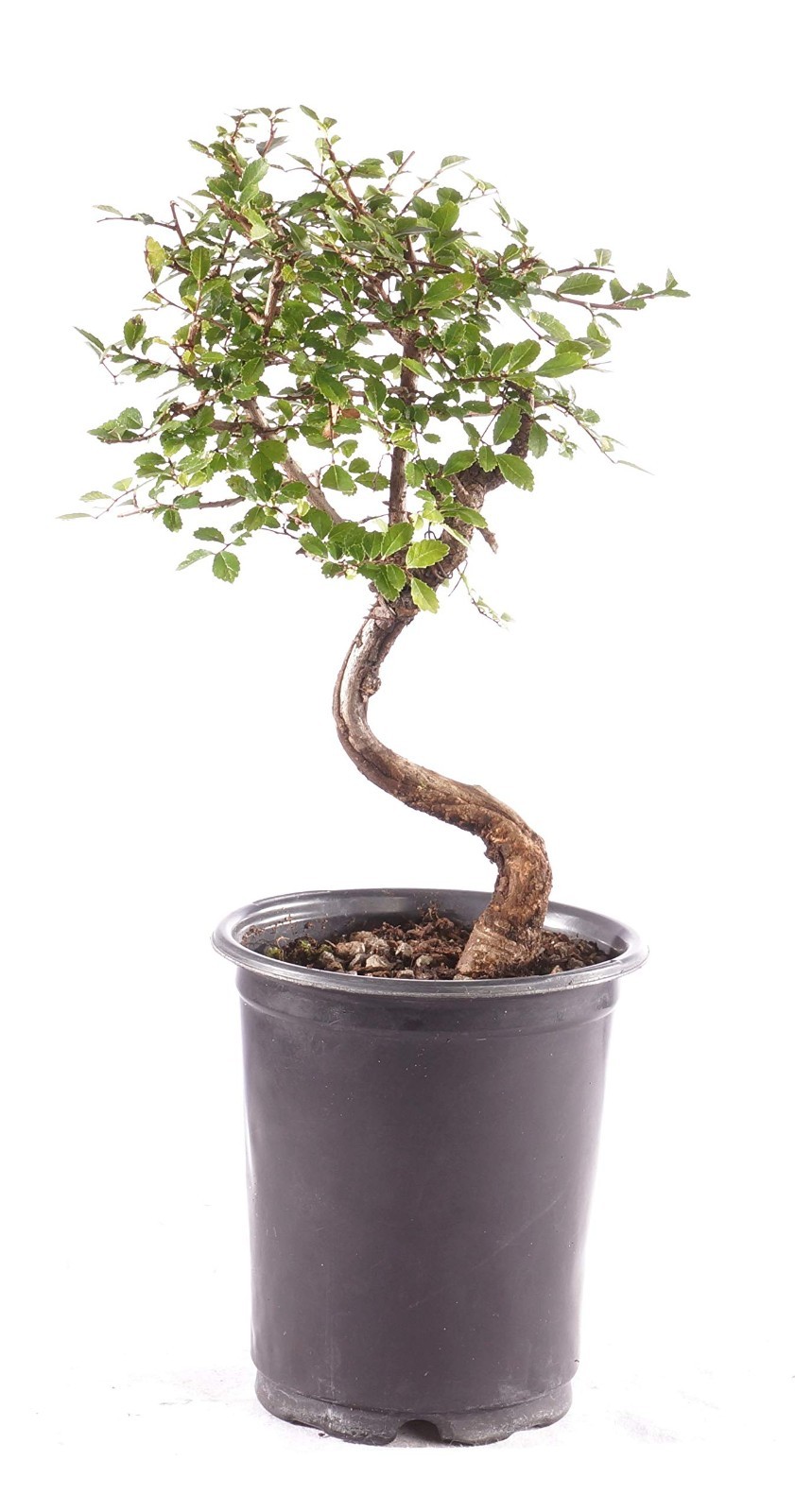 Live Chinese Elm Bonsai Tree - 5 Years Old, 6"-8" Tall, Outdoor Plant in Grower gallery