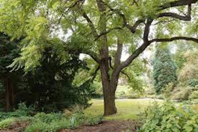 5 Black Walnut Tree 12-24" Tall Bare Root Juglans nigra American gallery