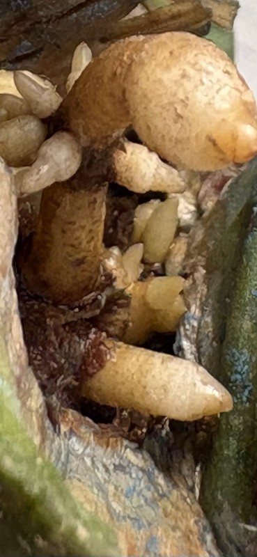 A. Trigonus gallery