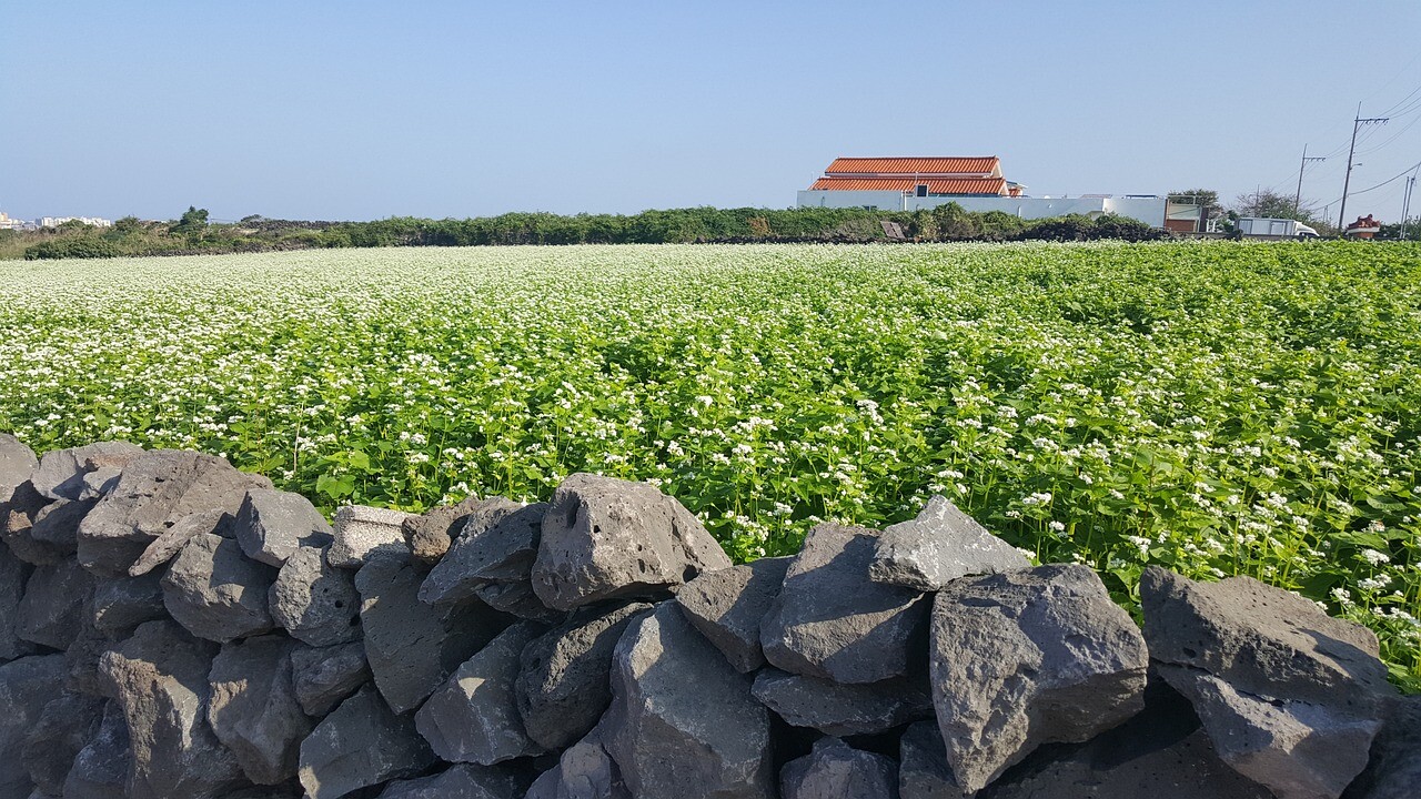 Buckwheat Seeds - Nutrient-Dense, Fast-Growing Green Manure & Cover Crop gallery