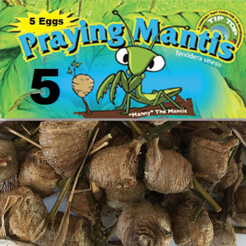 5 Chinese Mantis Egg Case FREE Hatching Habitat Bag Picked 2026 Season gallery