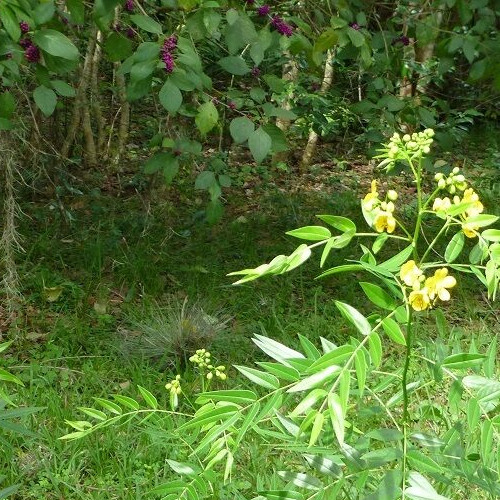 Privet Wild Sensitive Plant Seeds (Senna ligustrina) ✤ 30 Seeds gallery
