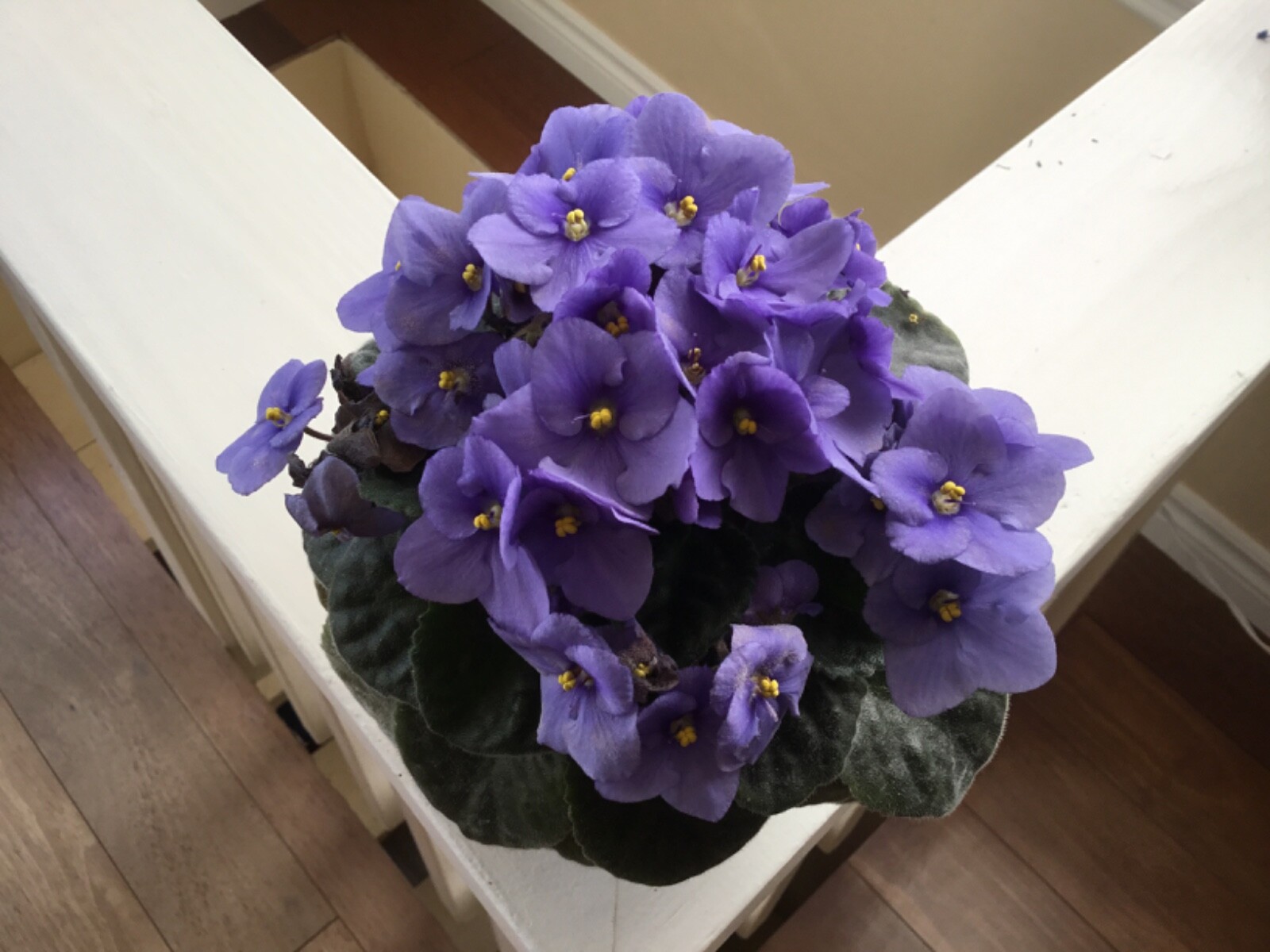 African Violet Leaves “Blue Bounty” gallery