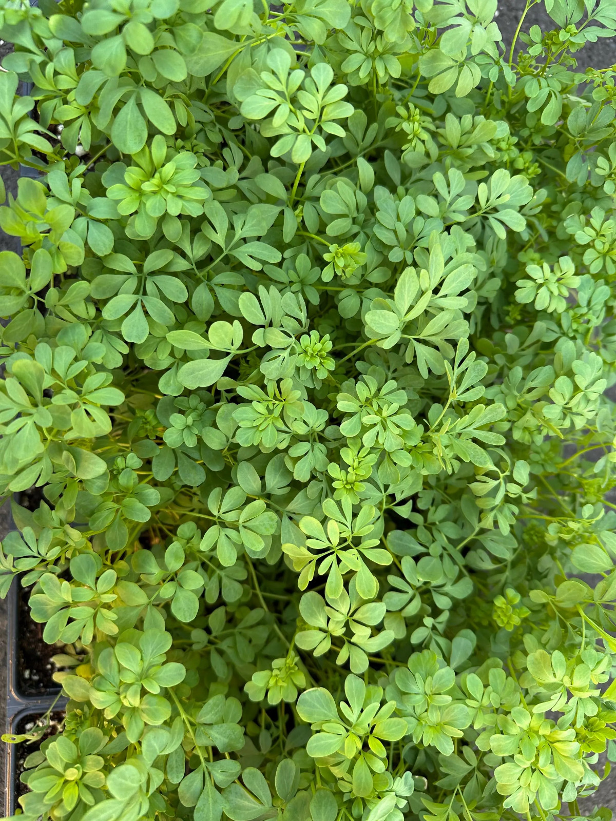 Live Rue Plant Starter Clump, Multiple Seedlings, Ready to Transplant gallery