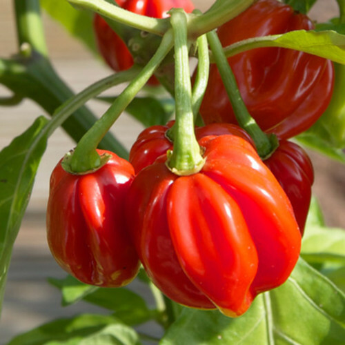 Red Scotch Bonnet Pepper Seeds | Heirloom / Non-GMO | Free Shipping | 1007 gallery