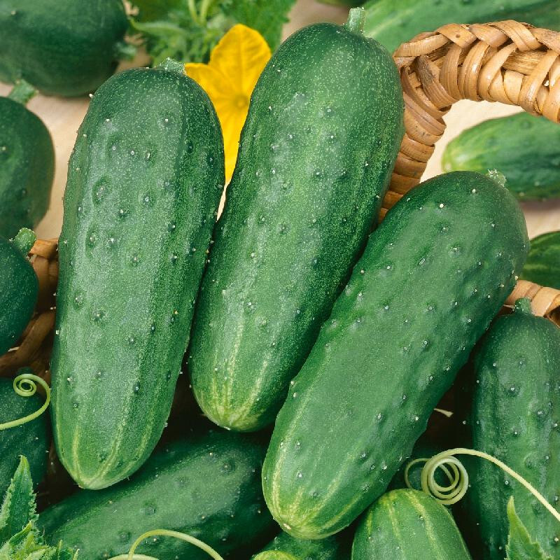 200 Cucumber Seeds - Homemade Pickles Heirloom - Premium Non-GMO, OP, Fresh gallery
