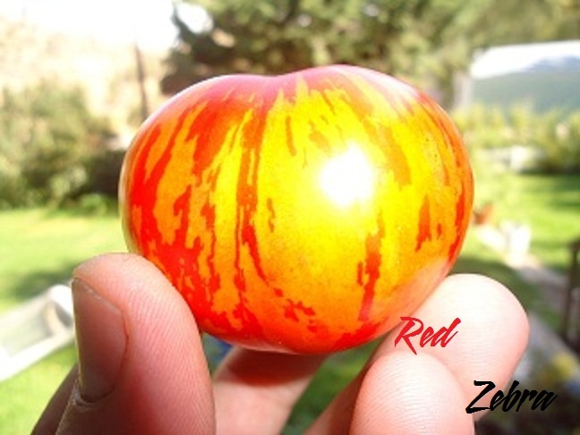Red Zebra tomato 20 seeds *HEIRLOOM Seeds of Life gallery
