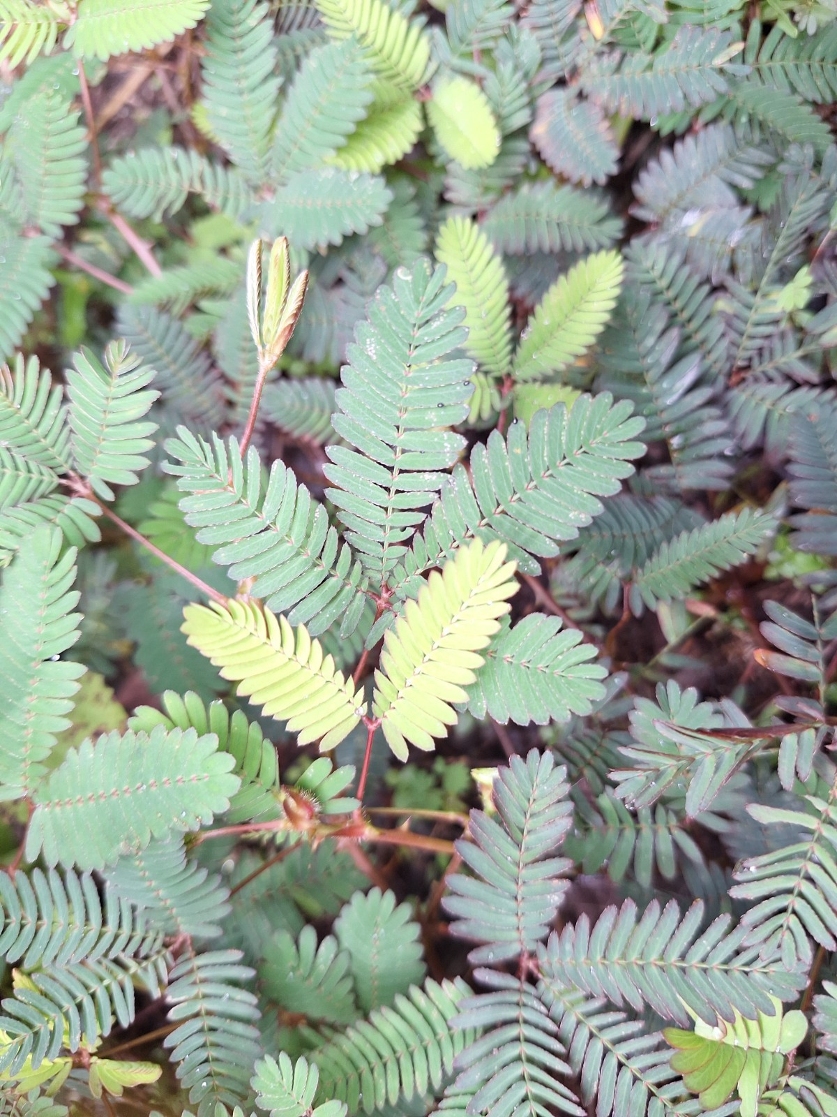 85 g DRIED MIMOSA PUDICA Sensitive Plant Root Leaves Pure Organic Lajwanti Natur gallery