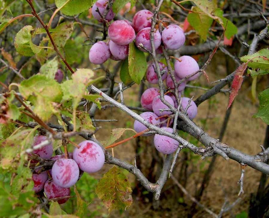 3 American Plum Tree - 12-24" Tall Starter Plant - Prunus americana gallery