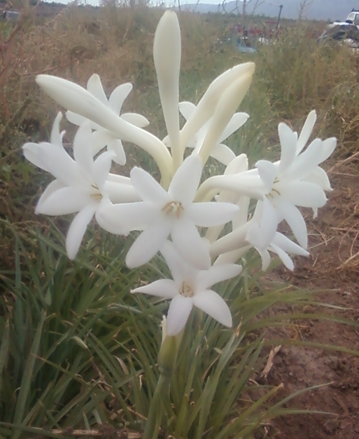 7 Single Mexican Tuberose Polianthes Lily SMALL BULBS~Fragrant~Heat Hardy gallery