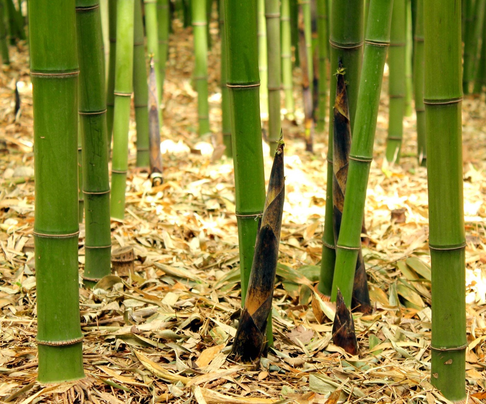 Phyllostachys viridis var. mitis 60-120cm - Green bamboo | Mitis bamboo gallery