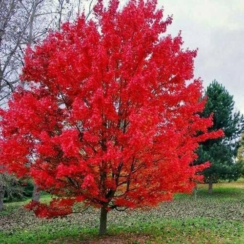 Sourwood Tree Seedlings gallery