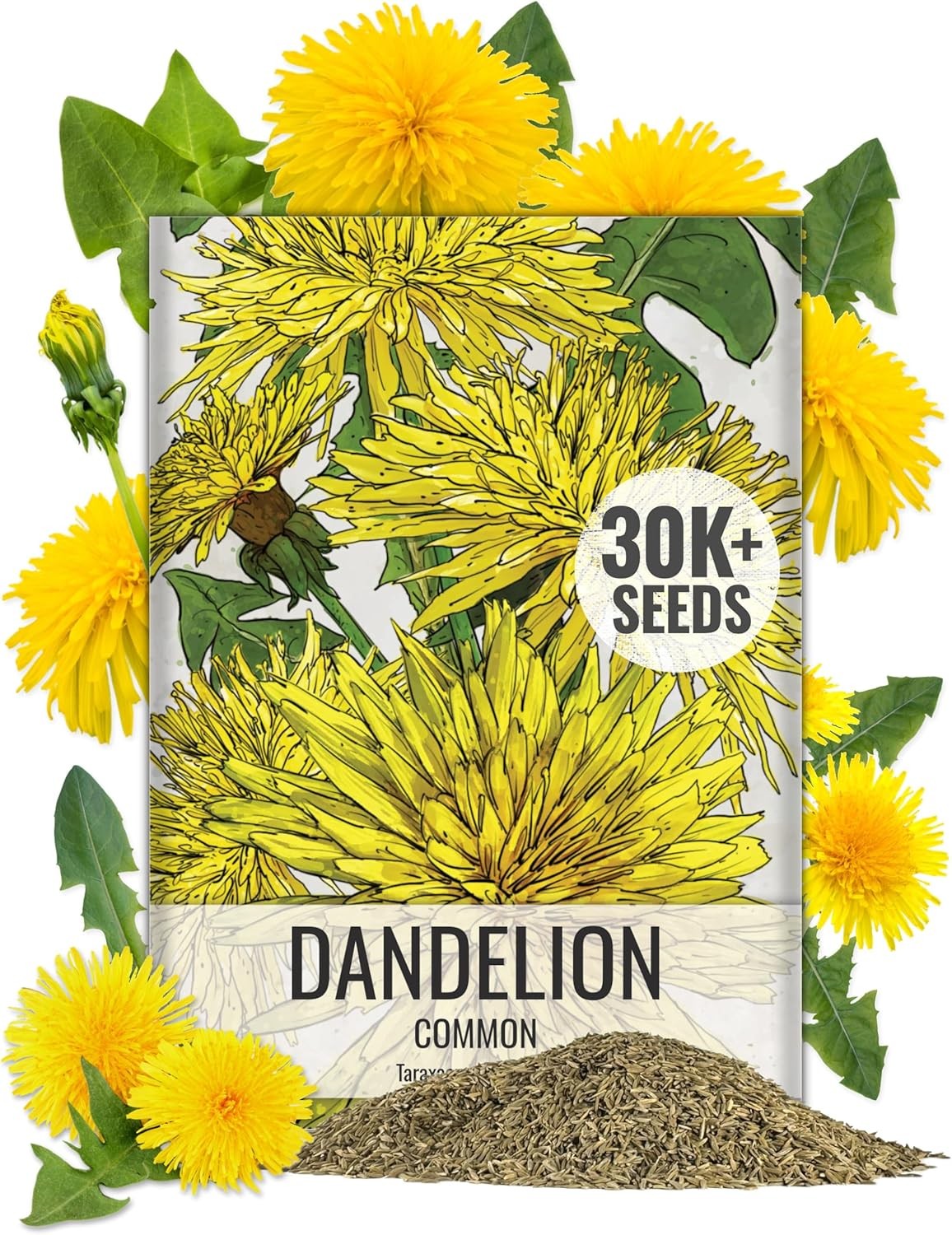 Seed Needs 30,000+ Common Dandelion Herb Seeds for Planting - Non-GMO, Heirloom gallery