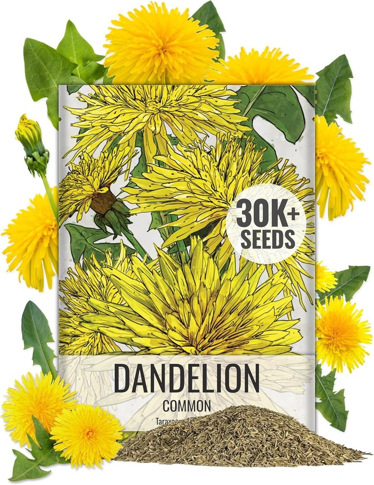 Seed Needs 30,000+ Common Dandelion Herb Seeds for Planting - Non-GMO, Heirloom