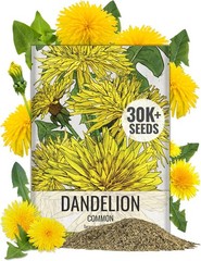 Seed Needs 30,000+ Common Dandelion Herb Seeds for Planting – Non-GMO, Heirloom