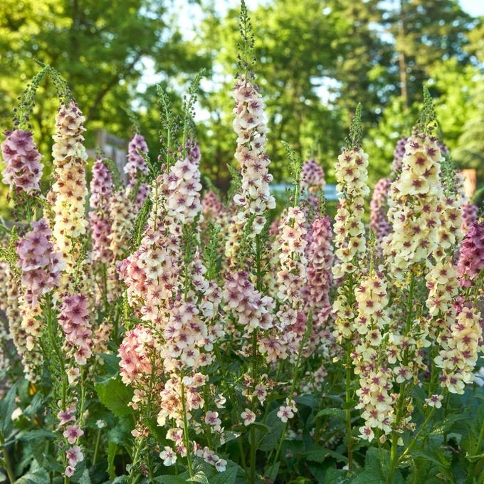 Verbascum Mullien 100 seeds gallery
