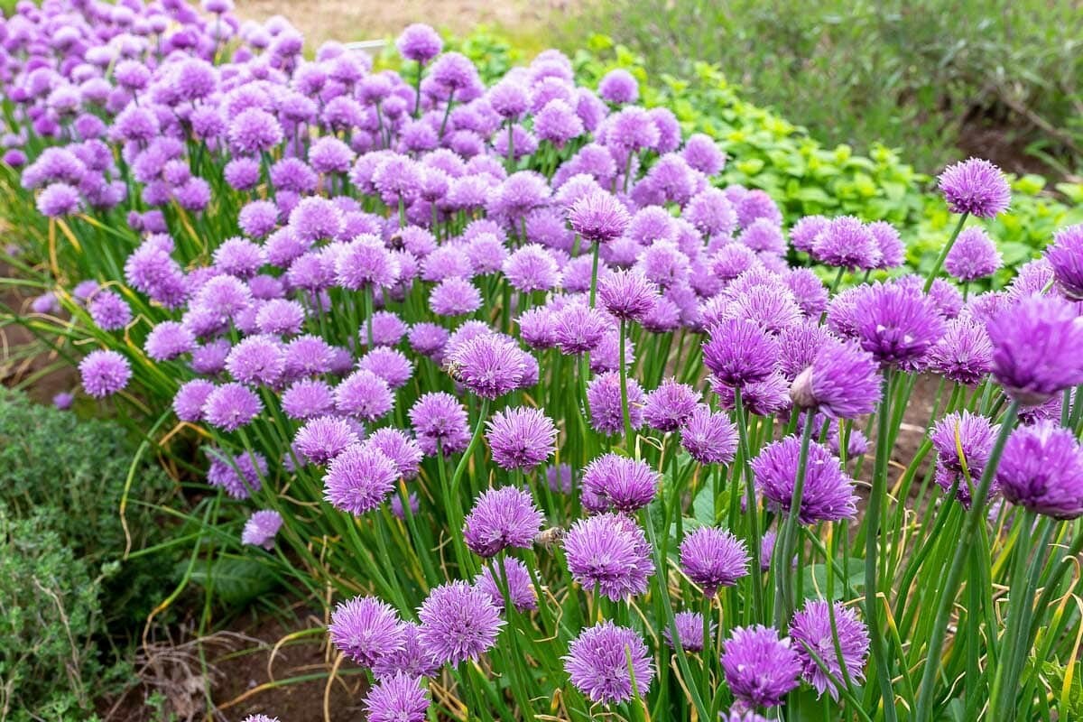 150 CHIVE / CHIVES HERB SEEDS ~ heirloomseedguy ~ 2026 ~ NON-GMO gallery
