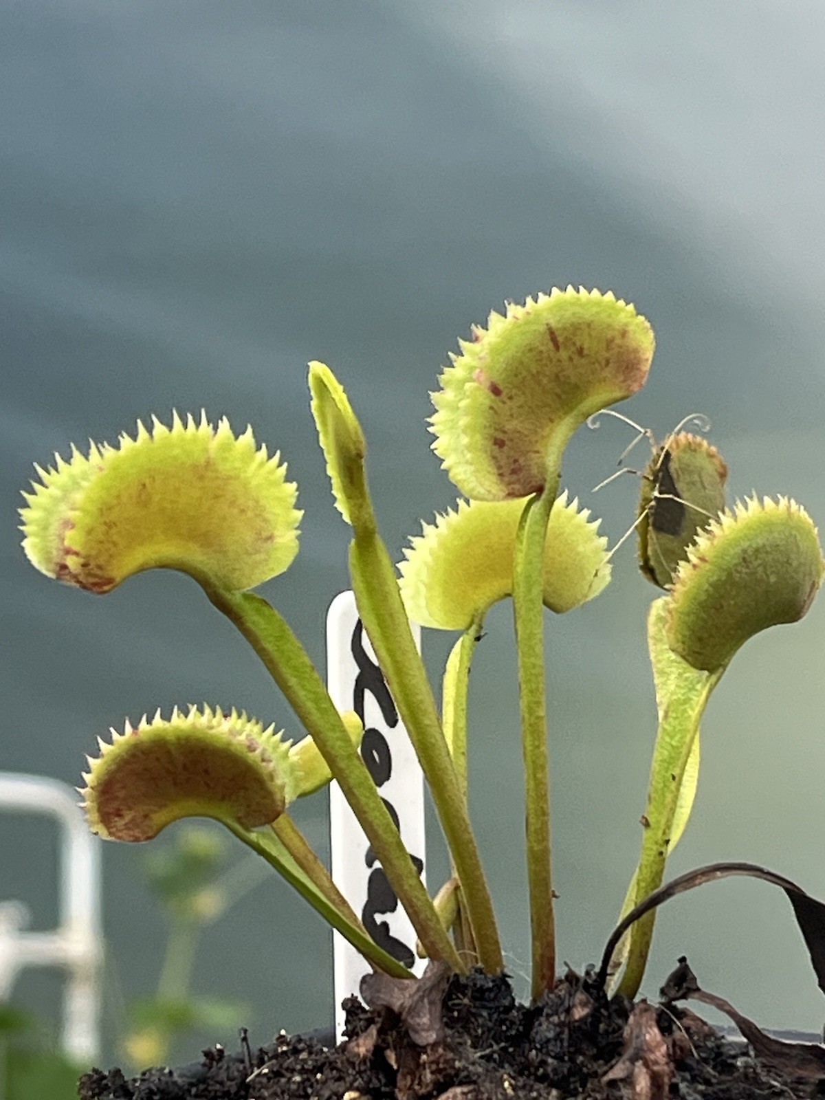 Dionaea Muscipula Scarlatine Variegated Venus Flytrap Live Potted Plant gallery