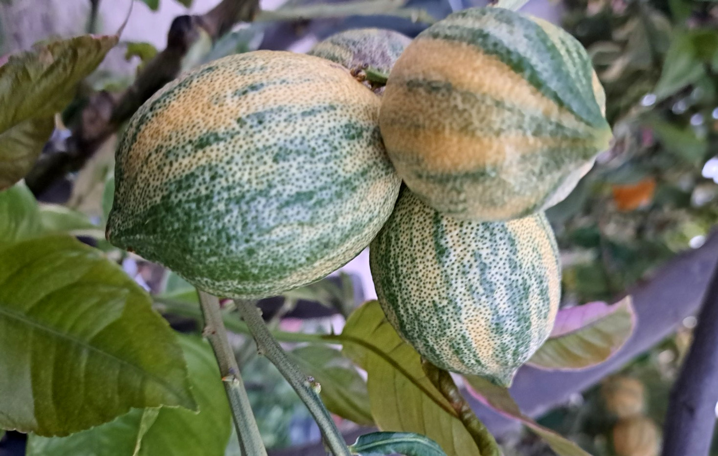 Citrus Pink Lemon 'Eureka' Variegated Fruit 5 Cuttings gallery