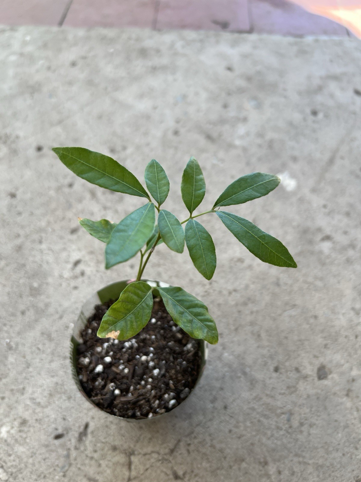Longan Tree 8” Dimocarpus Florida Longan Fruit Dragon Eye Tropical Live Plant gallery