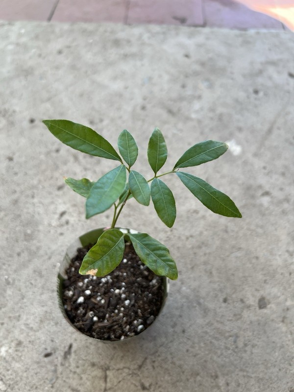 Florida Longan Tree 6” With Pot Dimocarpus Dragon Eye Tropical Live Plant gallery